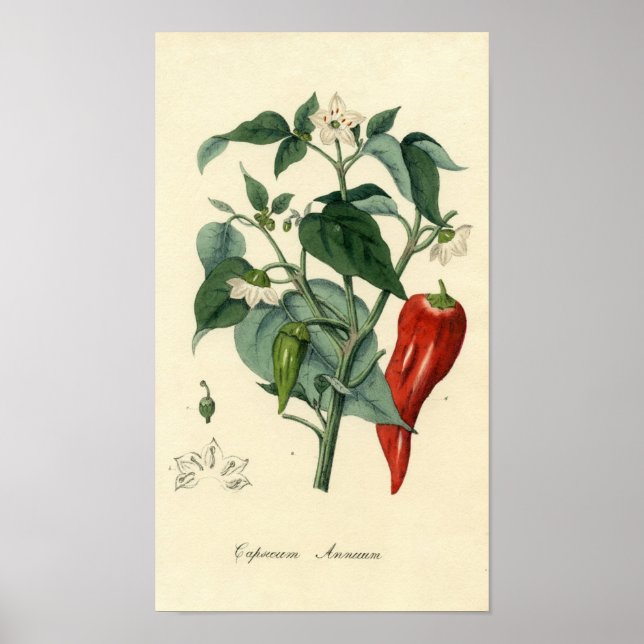 Botanical Print - Chilli - Capsicum Annuum (Front)