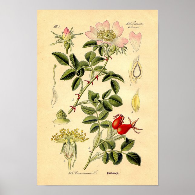 Botanical Print - Dog Rose (Rosa Canina) (Front)