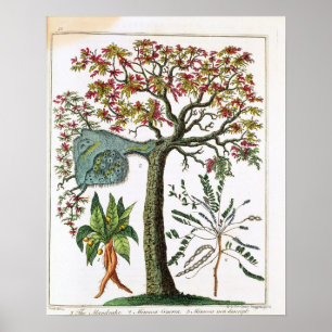 Botanical print from 18th century