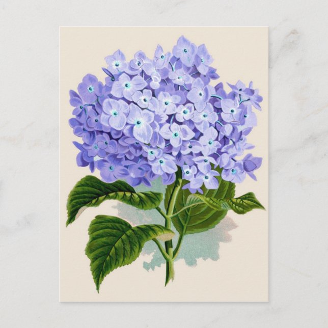 Botanical Print - Hydrangea Postcard (Front)