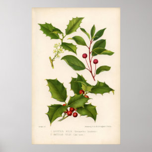 Botanical Print - Mountain & American Holly