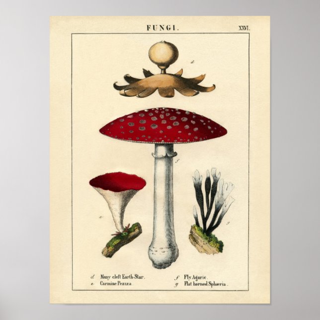Botanical Print - Mushrooms & Fungi (Front)