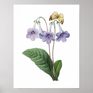 Botanical print of BLUE BELLS original by Redoute