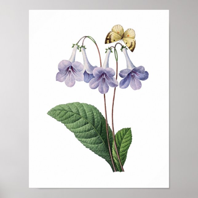 Botanical print of BLUE BELLS original by Redoute (Front)