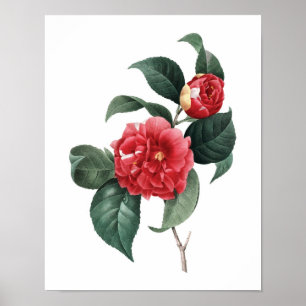 Botanical print of CAMELIA original by Redoute
