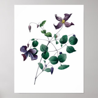 Botanical print of CLEMATIS original by Redoute