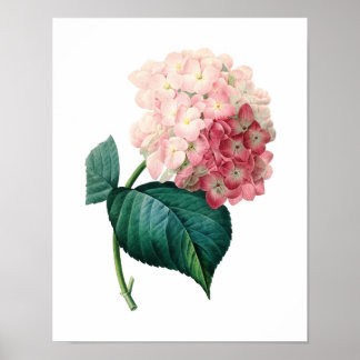 Botanical print of HYDRANGEA original by Redoute