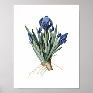 Botanical print of IRISES original by Redoute