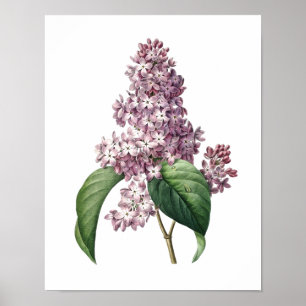 Botanical print of LILAC original by Redoute