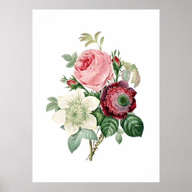 Botanical print of ROSES original by Redoute (Front)