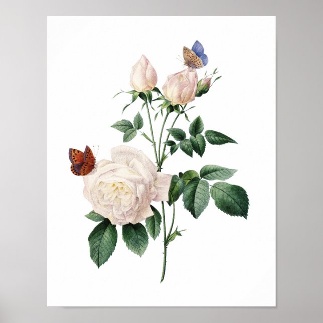 Botanical print of ROSES original by Redoute (Front)