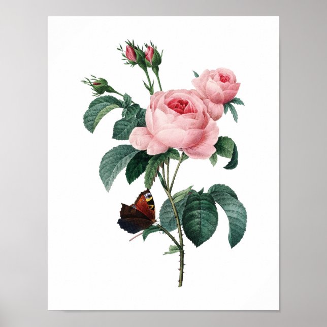 Botanical print of ROSES original by Redoute (Front)
