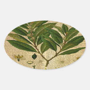 Botanical print on old book page oval sticker