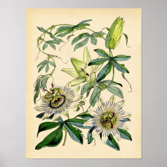 Botanical Print - Passion Flower (Passiflora) (Front)