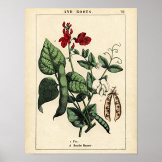 Botanical Print - Pea & Scarlet Runner Bean
