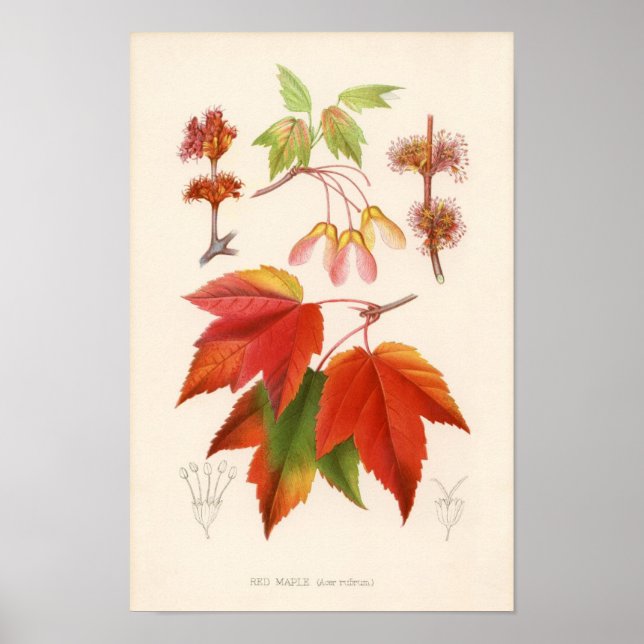 Botanical Print - Red Maple (acer rubrum) (Front)