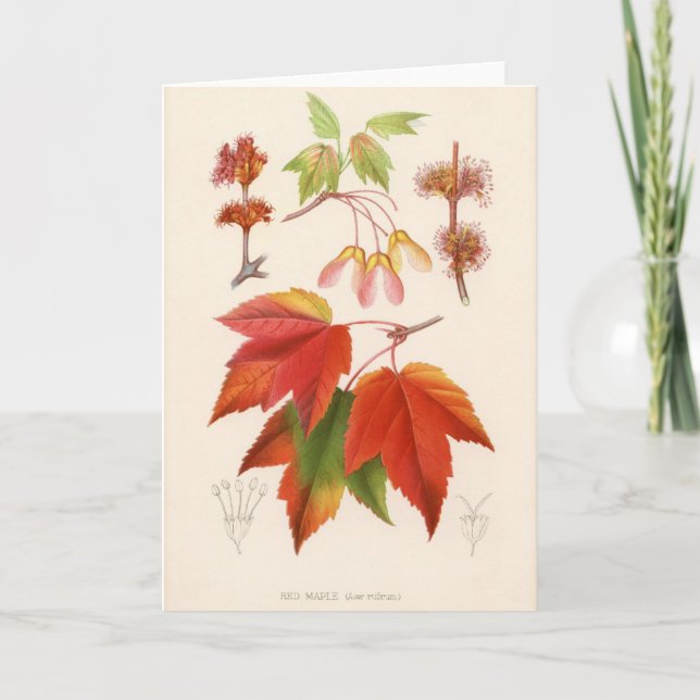 Botanical Print - Red Maple (acer rubrum) Card (Front)
