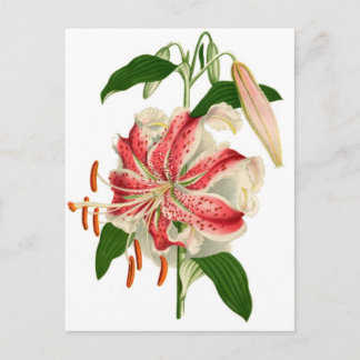 Botanical Print Red Tiger Lily lancifolium rubrum Postcard