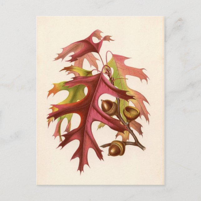 Botanical Print - Scarlet Oak (quercus coccinea) Postcard (Front)
