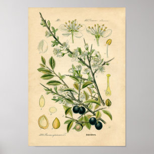 Botanical Print - Sloe (Prunus spinosa)