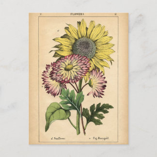 Botanical Print - Sunflower & Marigold Postcard
