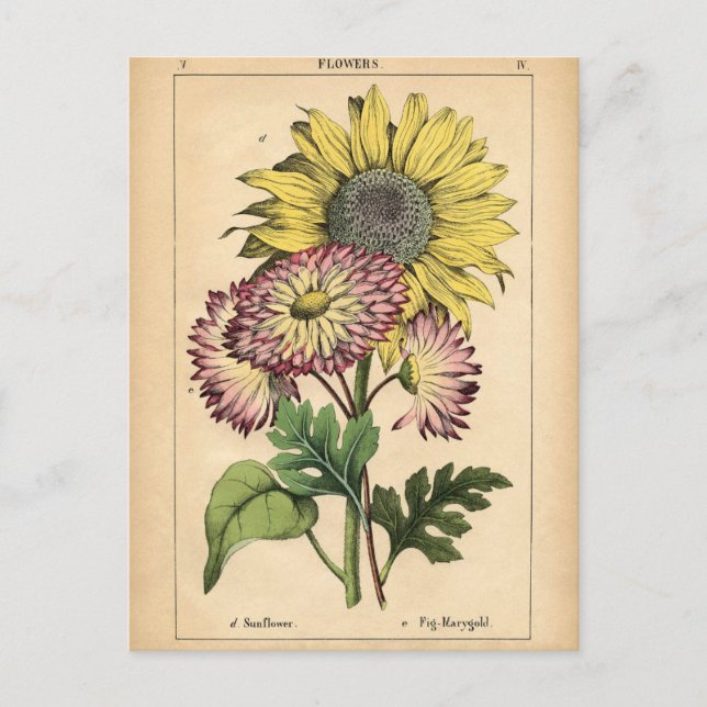 Botanical Print - Sunflower & Marigold Postcard (Front)