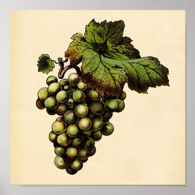 Botanical Print - White Grape (Front)
