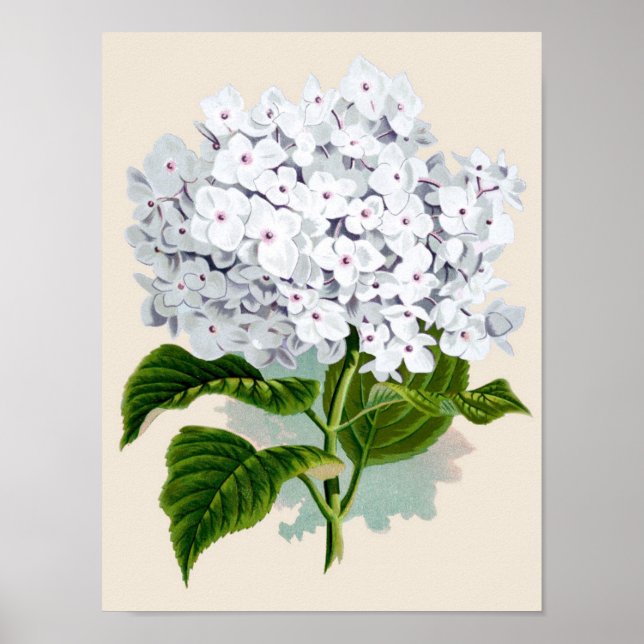 Botanical Print - White Hydrangea (Front)