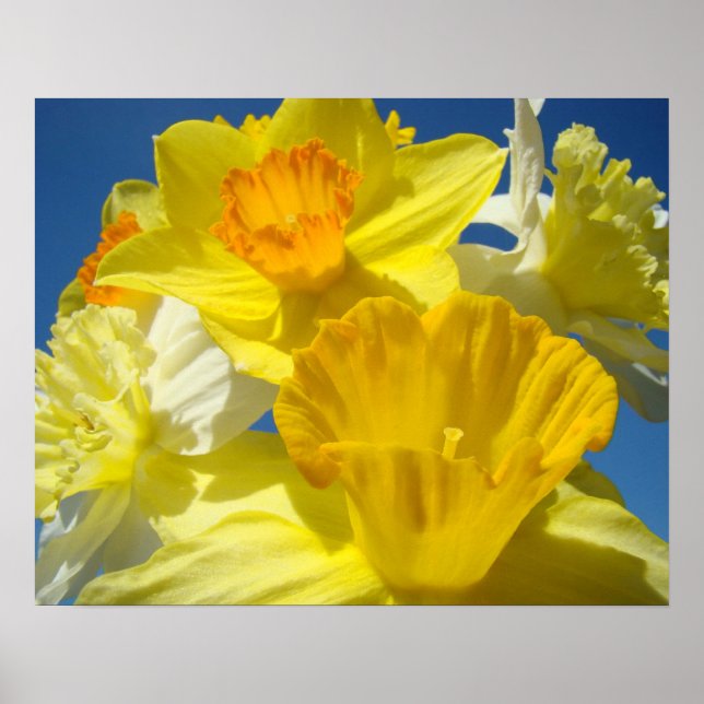 Botanical prints Framed Art Gifts Yellow Daffodils (Front)