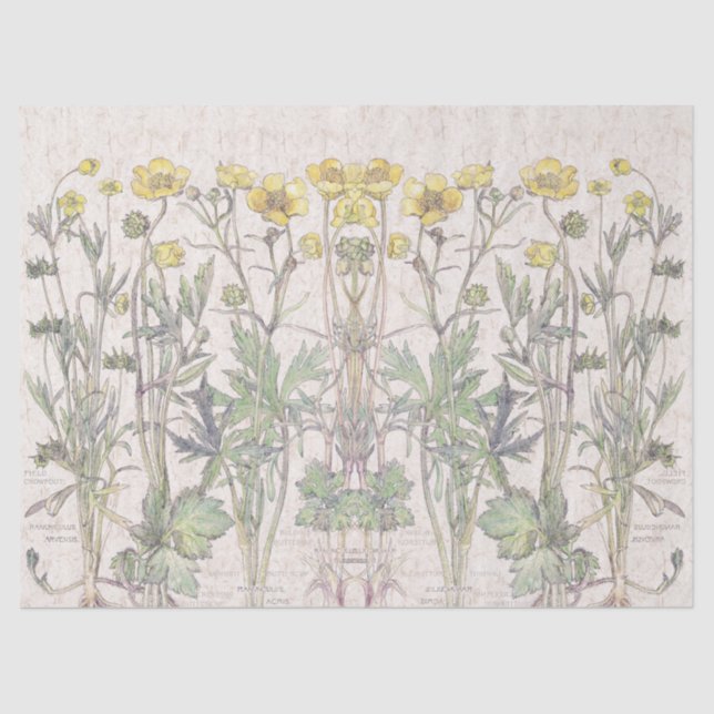 Botanical Ranunculus Flowers Floral Tissue Paper (Front)