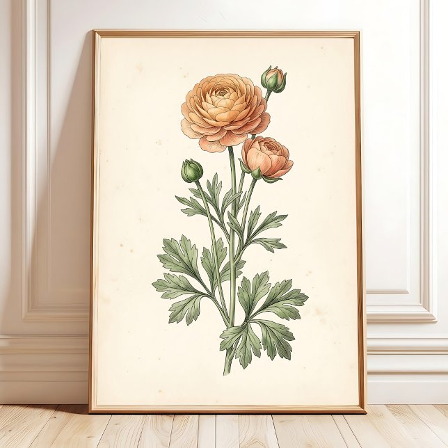 Botanical Ranunculus Gallery Art Print (Creator Uploaded)