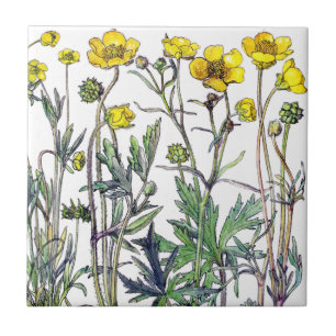 Botanical Ranunculus Wildflower Flowers Tile