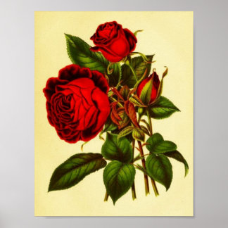 Botanical Red Rose Poster