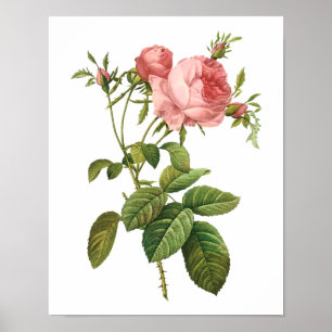 Botanical Rosa Centifolia Goliacea Redoute Poster