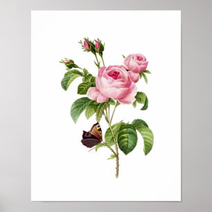 Botanical Rosa Centifolia Redoute Poster