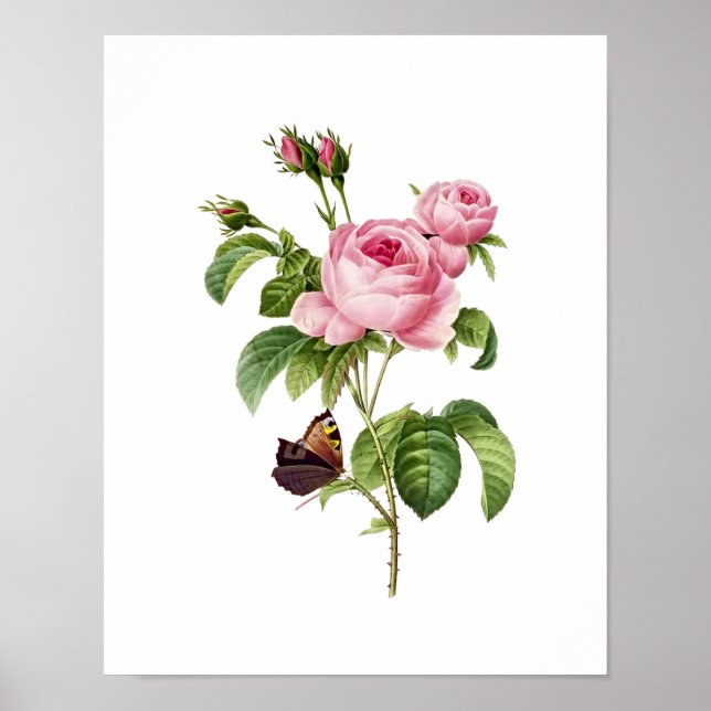 Botanical Rosa Centifolia Redoute Poster (Front)