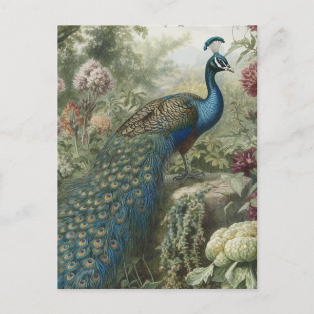Botanical scene of peacock in an english garden postcard (Front)