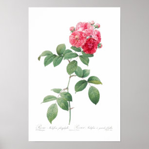 BOTANICAL "SEVEN SISTERS ROSES" REDOUTÉ POSTER
