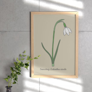Botanical Snowdrop Pastel Flower Poster