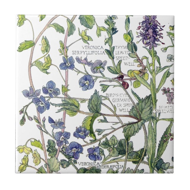 Botanical Speedwell Wildflower Flowers Tile (Front)
