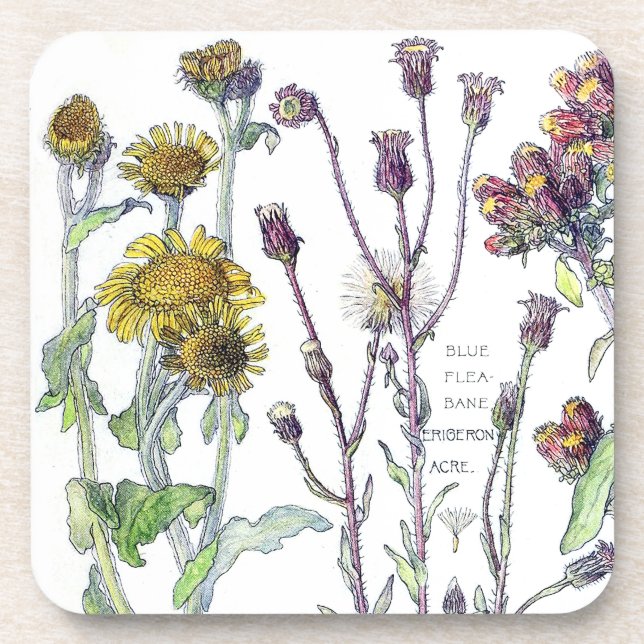 Botanical Spikenard Wildflower Flowers Coaster (Front)