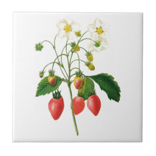 Botanical Strawberries Ceramic Tile