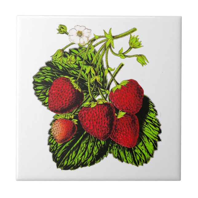 Botanical Strawberry Illustration on White Ceramic Tile (Front)