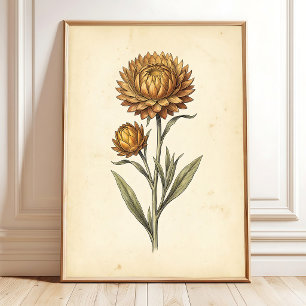 Botanical Strawflower Floral Wall Art