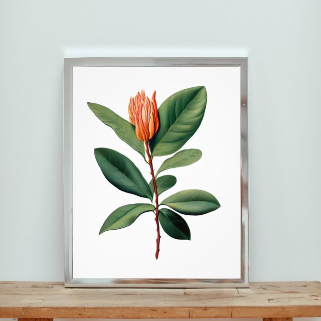 Botanical Study of an Orange Flower   Photo Print (Creator Uploaded)