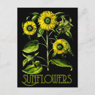 Botanical Sunflowers Dusky Postcard 2