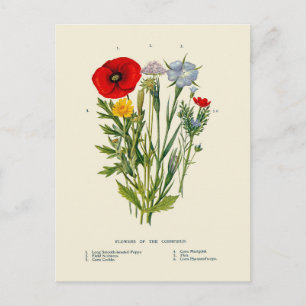 Botanical Vintage Cornfield Wildflowers Postcard