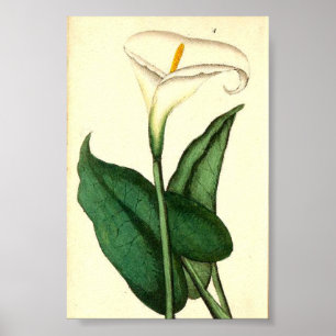 Botanical Vintage Flower Poster
