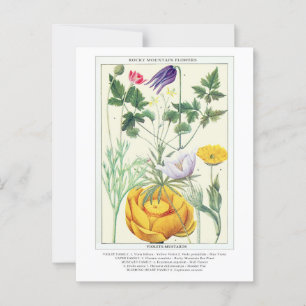 Botanical Vintage Rocky Mountain Wildflowers Postcard