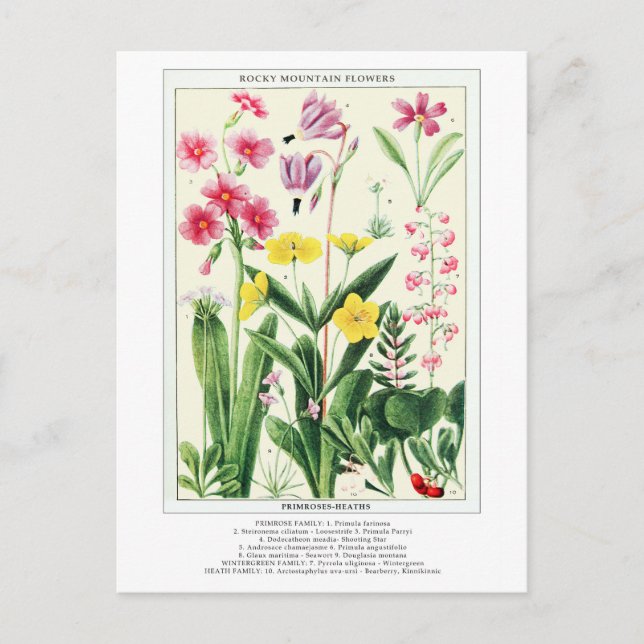 Botanical Vintage Rocky Mountain Wildflowers Postcard (Front)